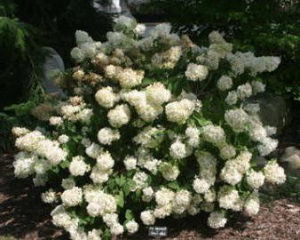 potatura ortensie in primavera paniculata 