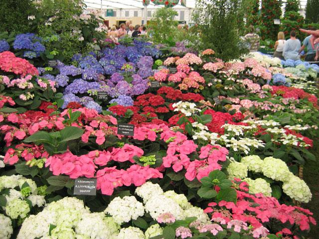 propagação de hortênsias por estacas na primavera 