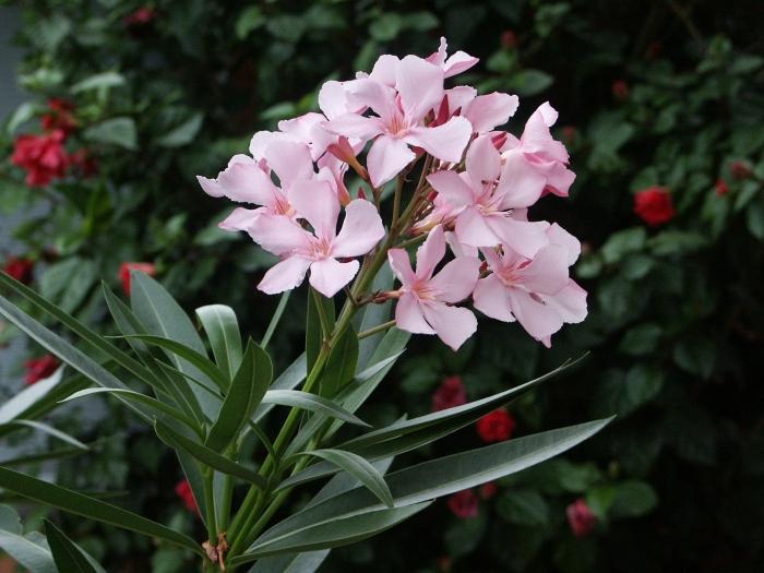 Oleander kukka