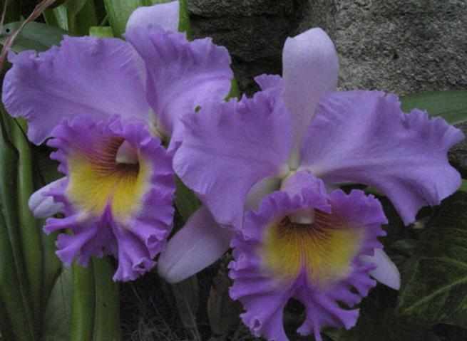 Violetinė orchidėja