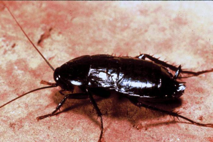 Odkud pocházejí černé šváby?
