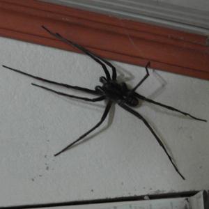 pavúky v byte, ako sa ich zbaviť