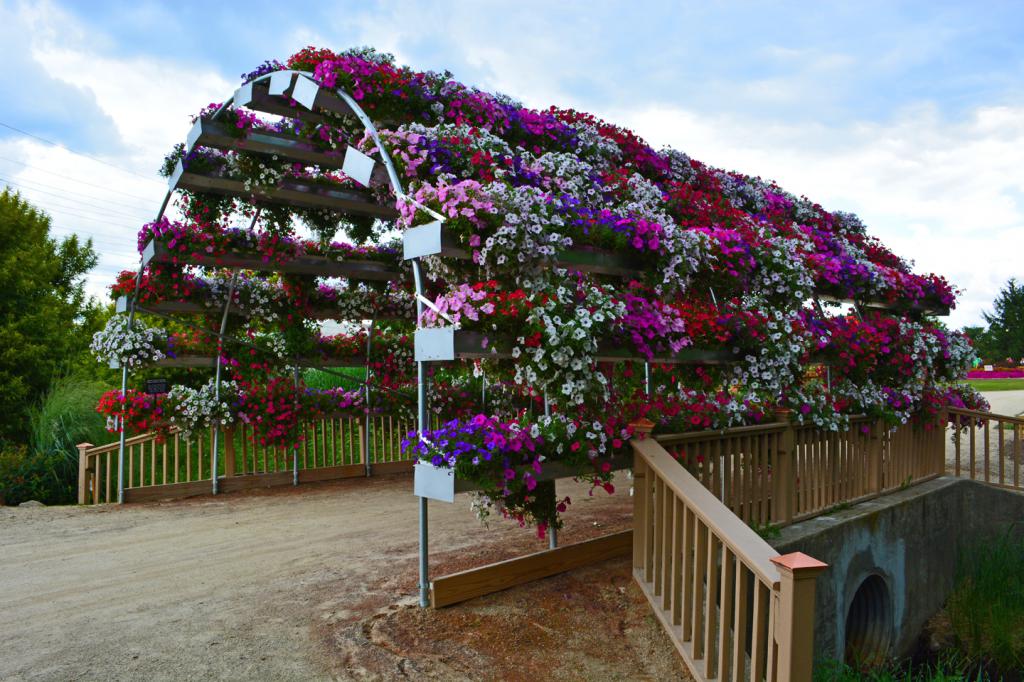 Hvordan dyrke petunia