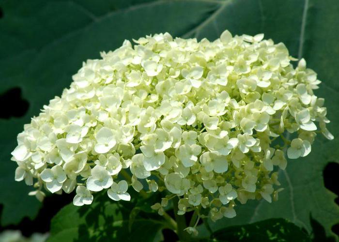 ¿Por qué las hojas de hortensias se vuelven amarillas qué hacer?