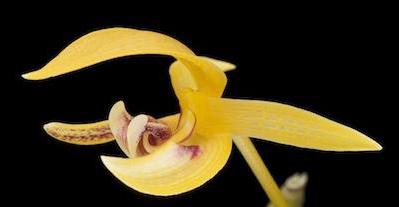 Les orchidées font tomber des bourgeons