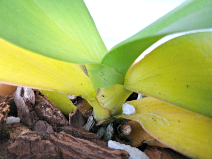 žluté listy orchideje