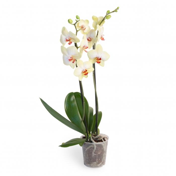 proč listy orchidejí chřadnou