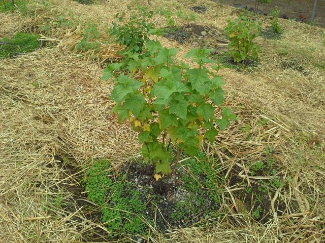 nourrir les framboises et les raisins de Corinthe au printemps