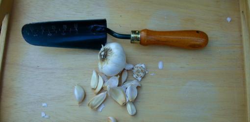 landing garlic in the fall on the urals 