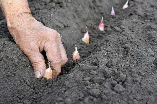 we'll put garlic under the winter 