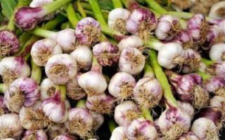 when to plant winter garlic 