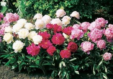 planting a peony in spring