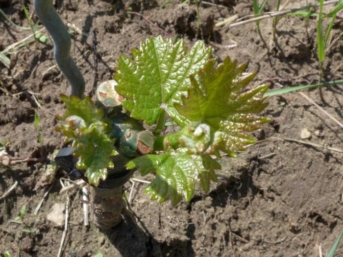 het planten van druivenzaailingen in het voorjaar