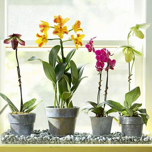 Orchidee in crescita a casa