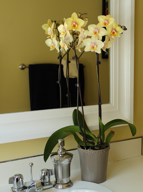 Orchidea dendrobium riproduzione domiciliare