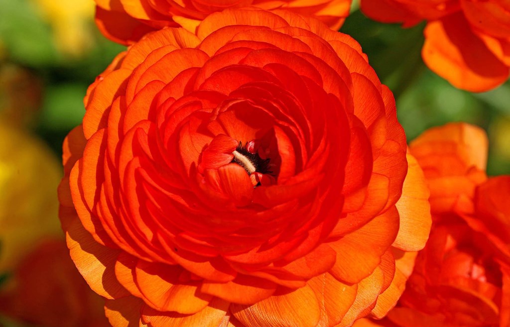 A ranunculus leírása