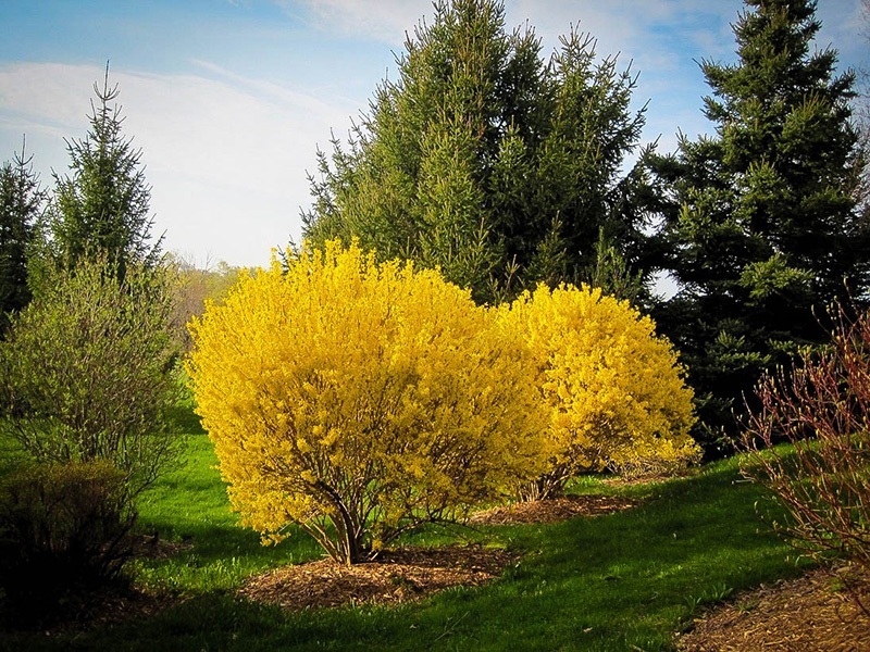 Tuinheester Forsythia