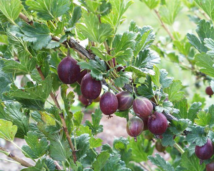 le uva spina sono le migliori varietà per la cura della regione di Mosca
