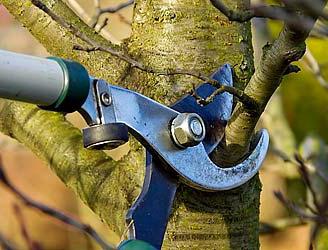 Gartenpflege im Winter und Frühling