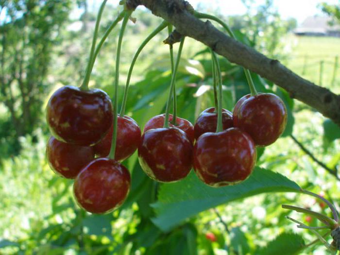 foto di descrizione della varietà di ciliegia shpanka 