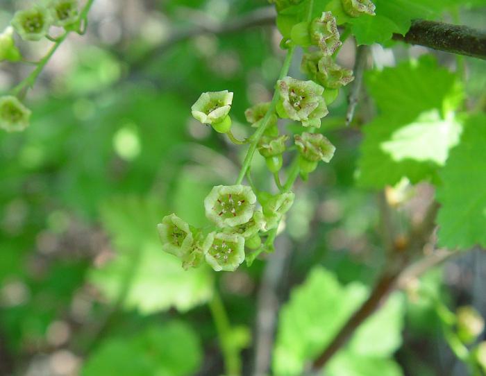 चीनी लाल currant तस्वीर