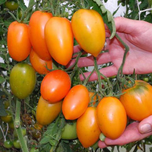 tomat billeder