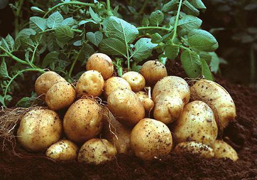 Περιγραφή ποικιλίας πατάτας Yanka