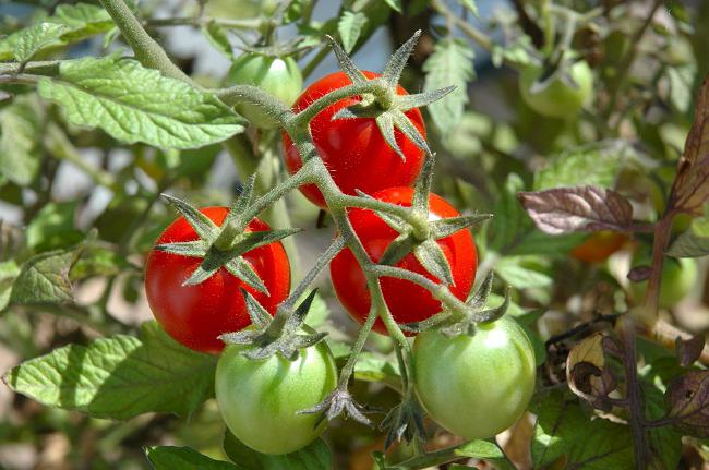 Tomates para campo abierto estándar