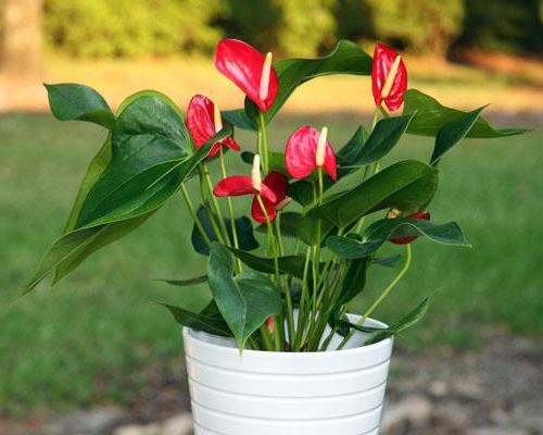 spathiphyllum domino arter