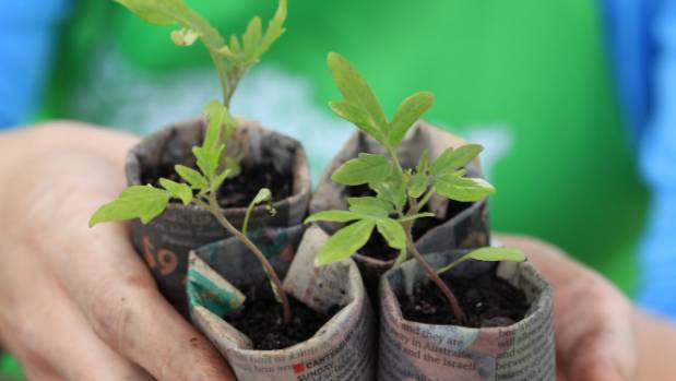 Plántulas de tomates