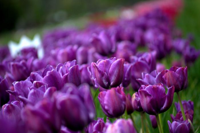 tulipes violet photo