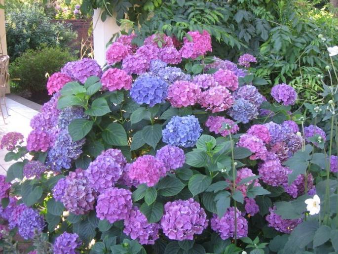 hydrangean puumainen valokuva