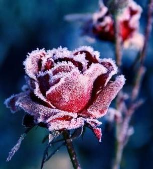 jak przygotować róże na zimę