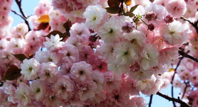 Japońskie owoce Sakura