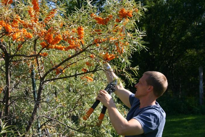 raccoglitrice per olivello spinoso