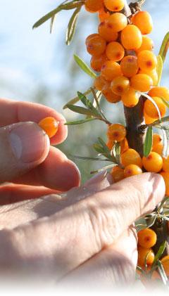 come raccogliere le bacche di olivello spinoso