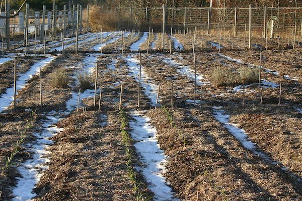 época de siembra de ajo para el invierno según el calendario lunar