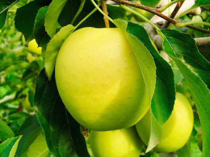リンゴの品種ブリャンスク