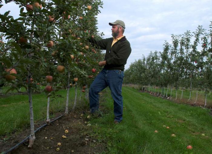 apple tree triumph colonic photo