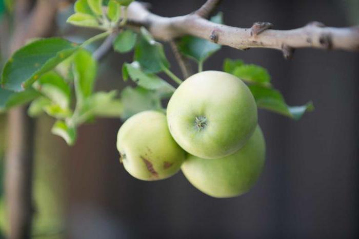 variétés de pommes en colonne Triumph