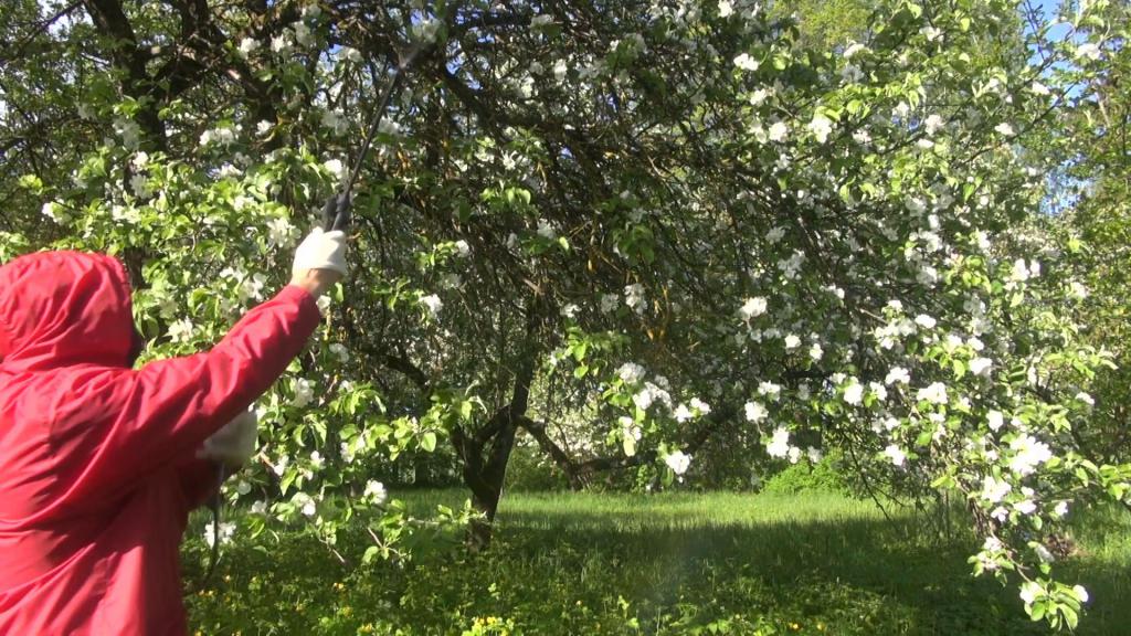 Bir elma ağacının bakımı "melba"