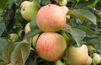 anmeldelser av dagens epletrehelt