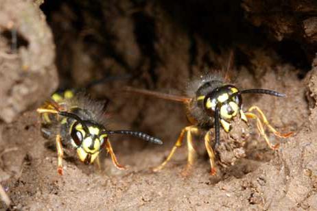 ground wasps how to get rid