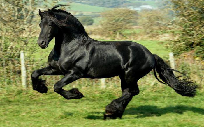 βιβλίο ονείρων βόλτα με μαύρο άλογο