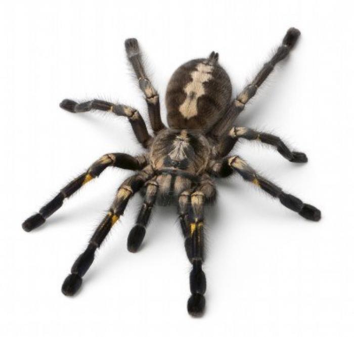 de ce visează păianjenii negri mari