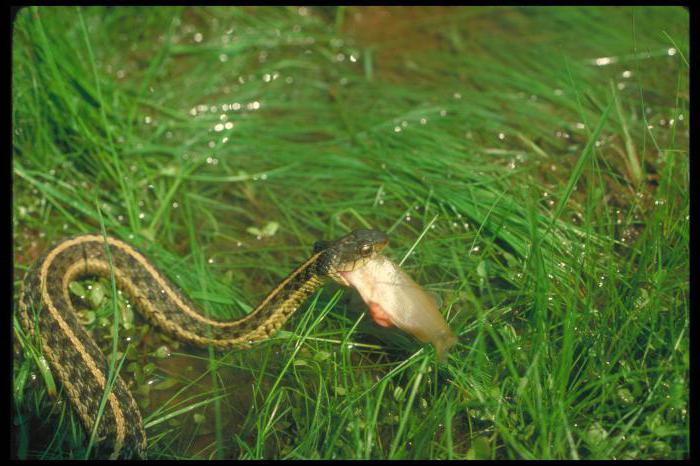 droomboek slang zwemt in water