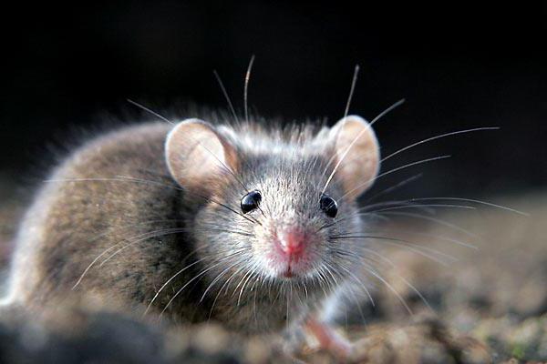 sen myší šedá malá myš