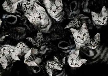 Багато кішок уві сні