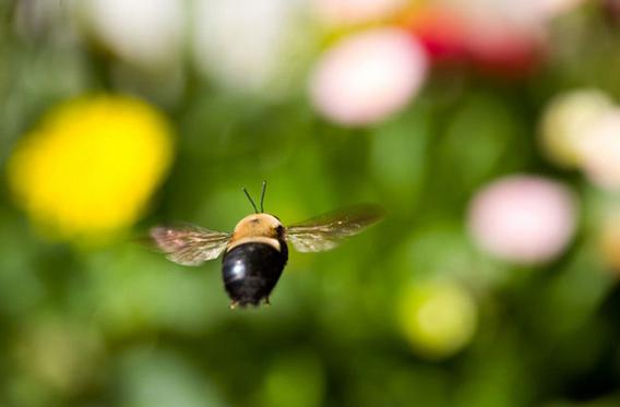 warum große Hummel träumen