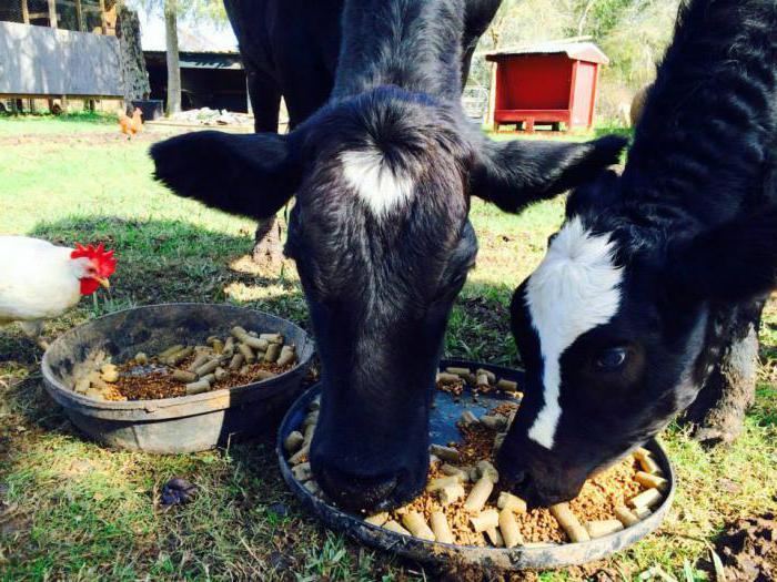 Pourquoi une femme rêve-t-elle d'un troupeau de vaches